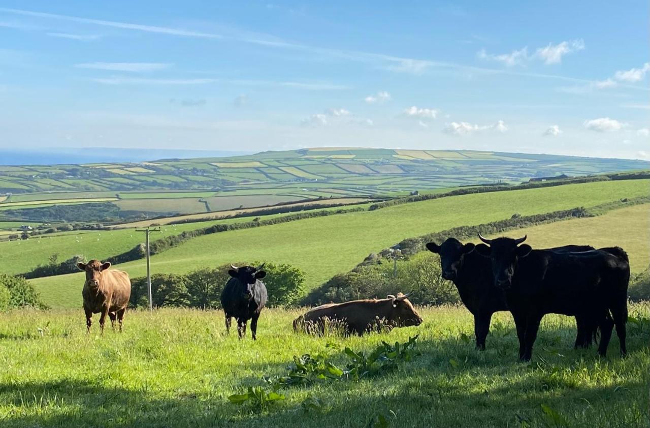 Polrunny Farm Blackberry - Cornwall Bliss In Sight Of The Sea *